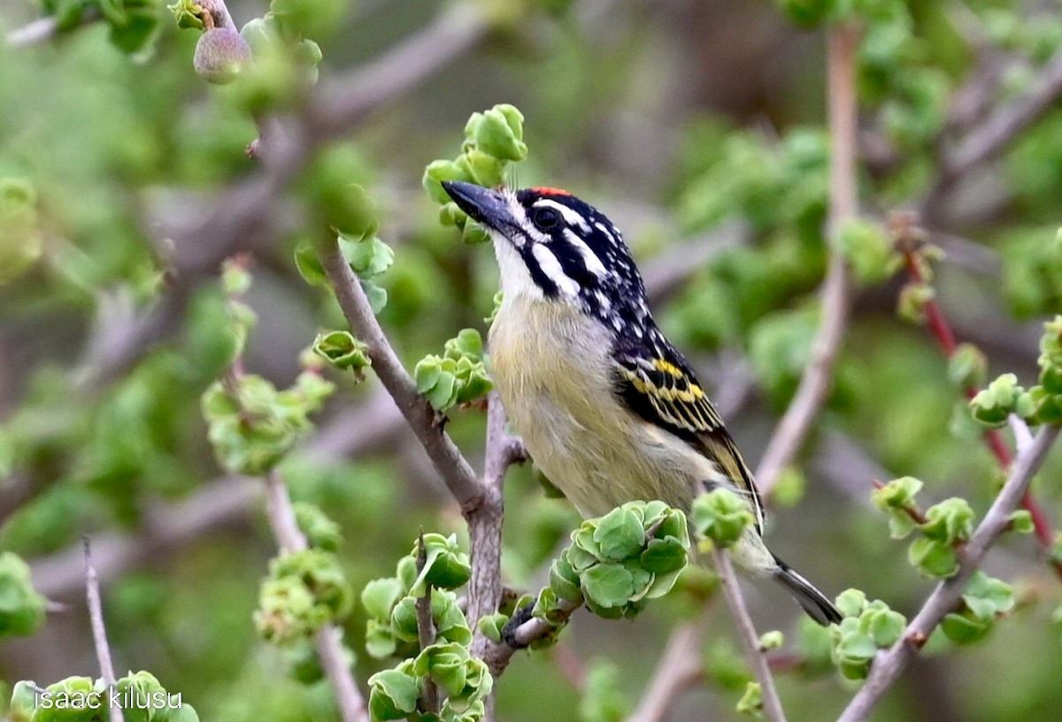 Barbudito Frentirrojo Norteño - ML646885480