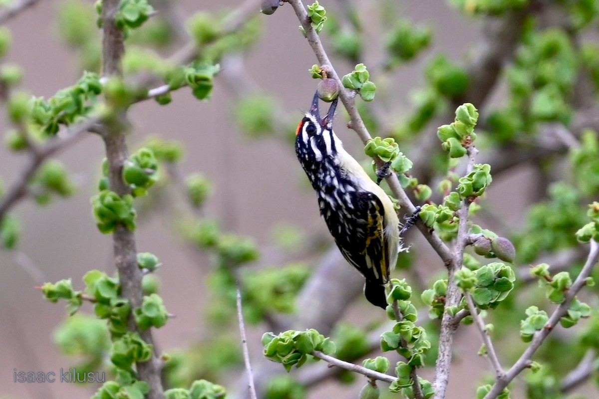 Barbudito Frentirrojo Norteño - ML646885481