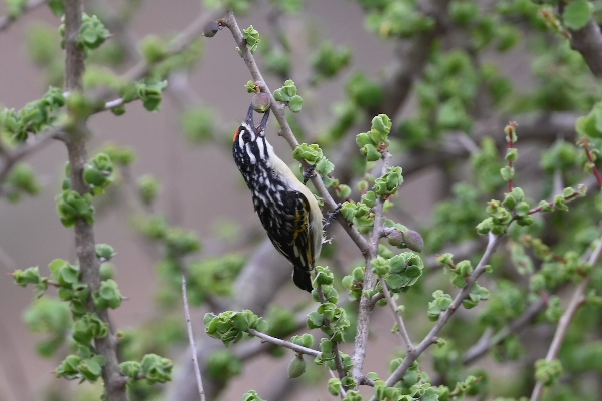 Barbudito Frentirrojo Norteño - ML646885482