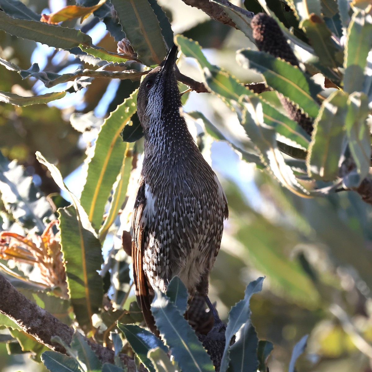 Mielero Lunulado - ML646885494