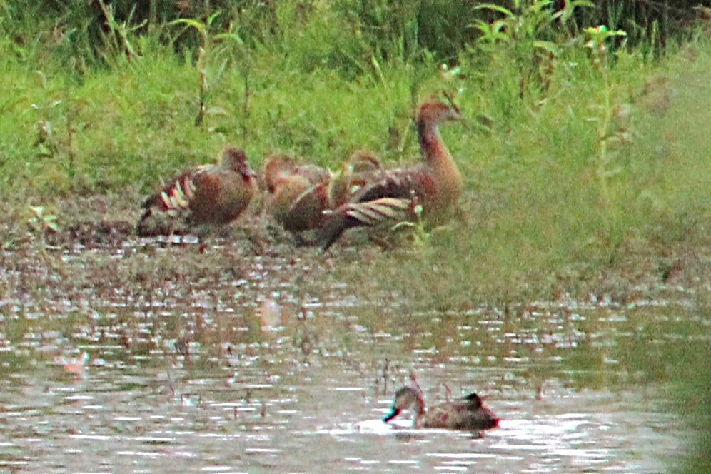 Plumed Whistling-Duck - ML646885499