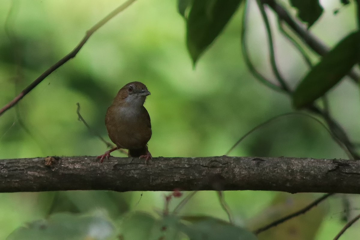 brunryggtimal - ML646885500