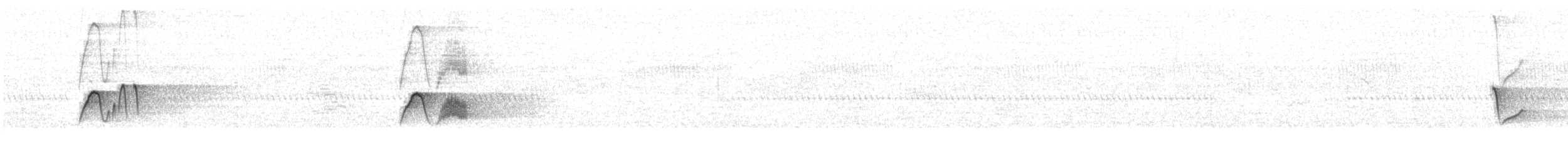 Weißbauch-Phoebetyrann - ML646885501