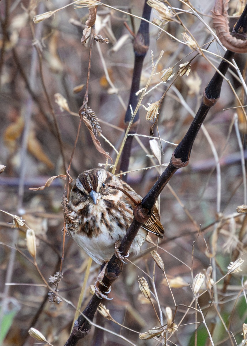 Song Sparrow - ML646885503