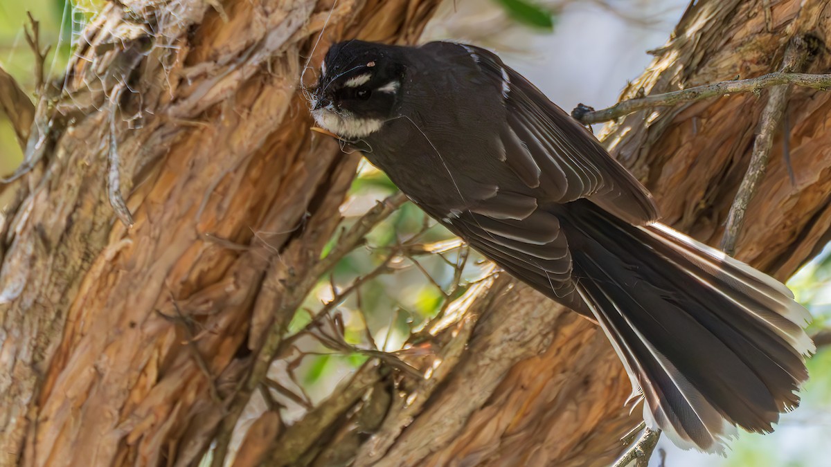 Серая веерохвостка - ML646885504