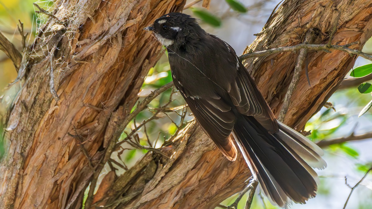 Серая веерохвостка - ML646885505