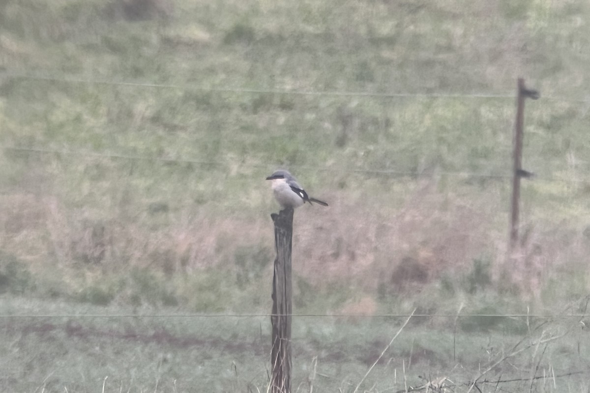 ťuhýk šedý - ML646885508