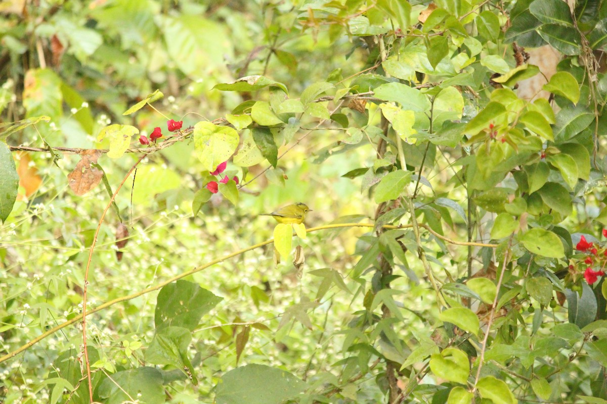 Mosquitero de Whistler - ML646885511