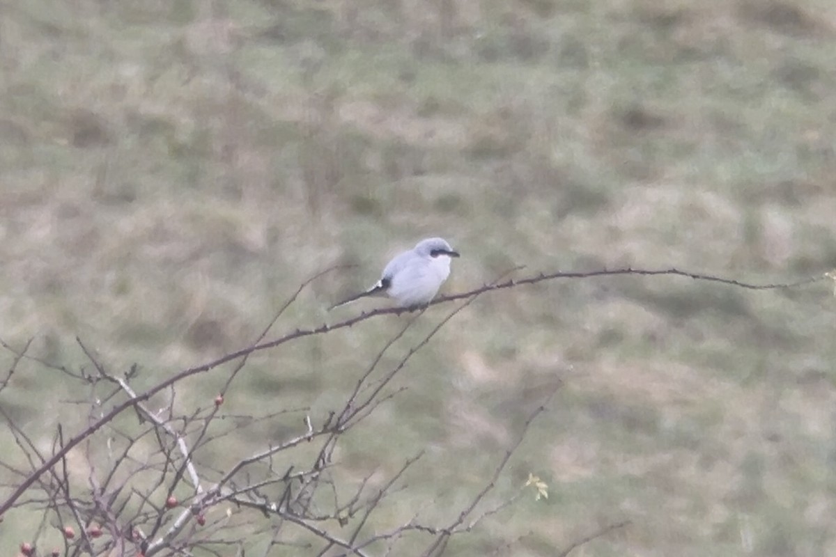 Alcaudón Norteño - ML646885513