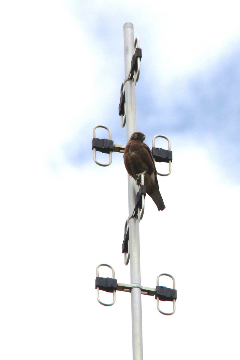 Halcón Berigora - ML646885519