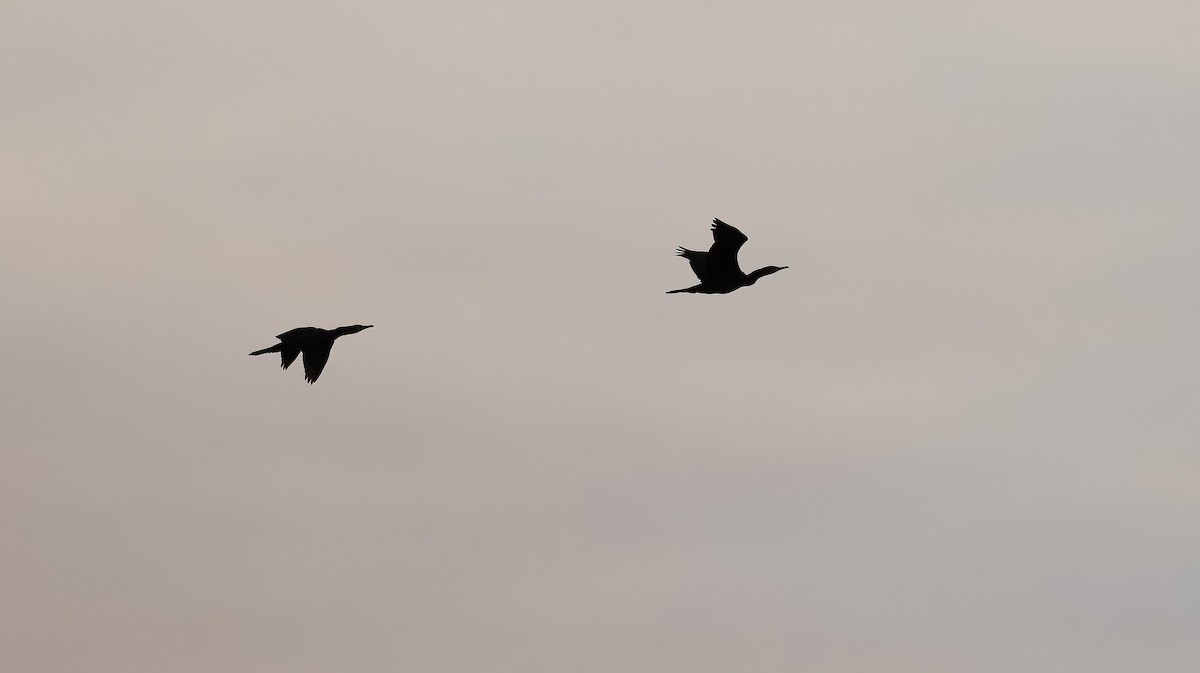 Cormorán Grande (Continental) - ML646885528