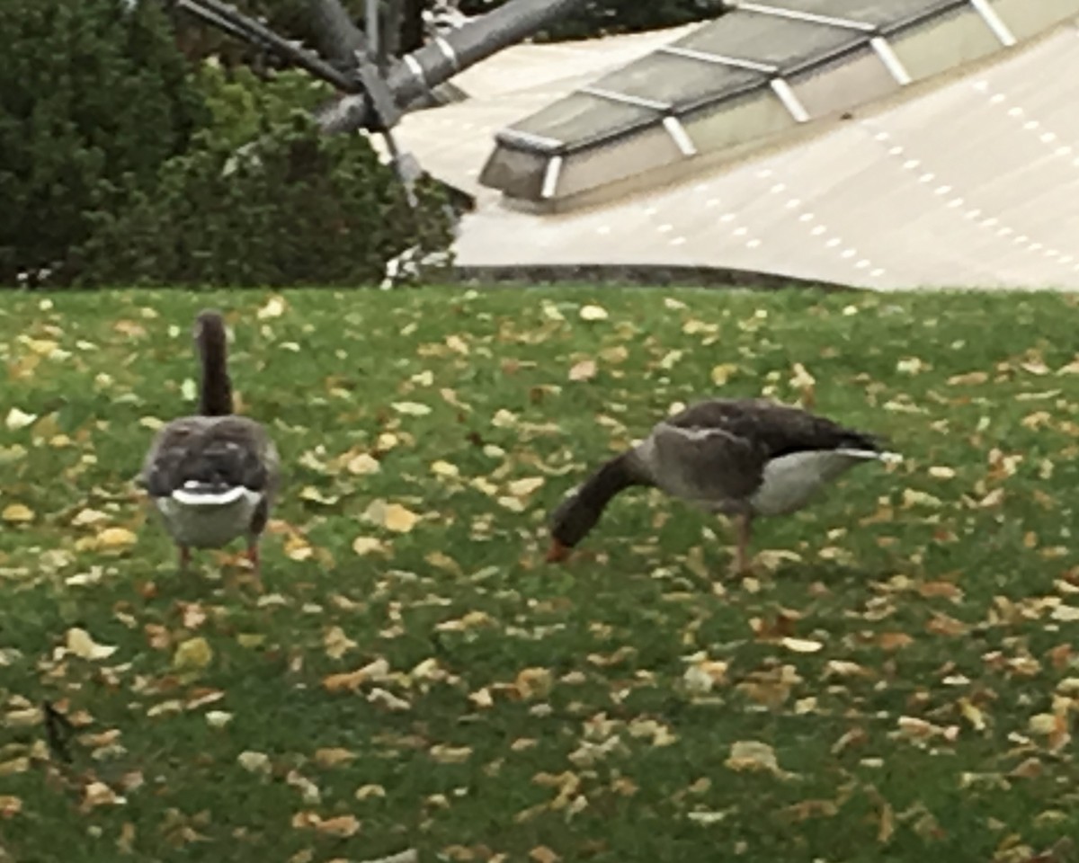 Ánsar Común - ML646885531