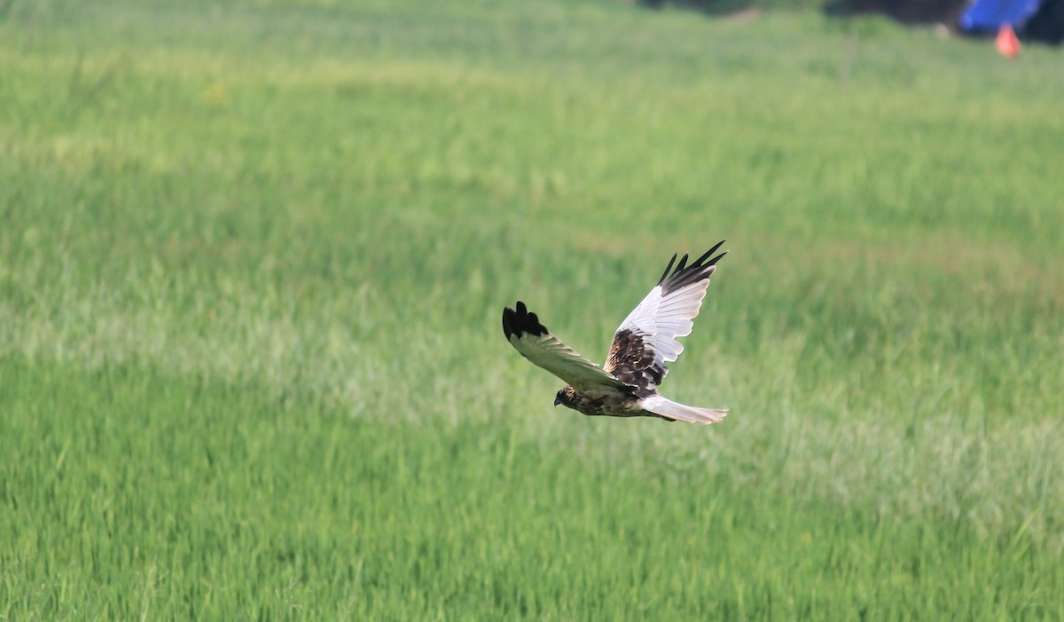 Aguilucho Lagunero Occidental - ML646885532