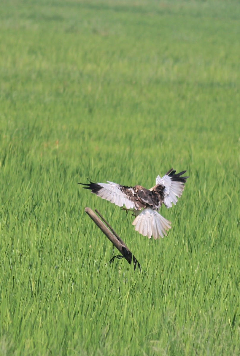 Aguilucho Lagunero Occidental - ML646885533