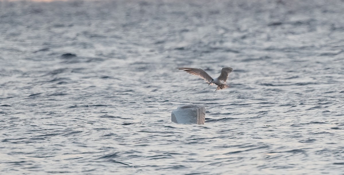 Charrán Piquigualdo - ML646885534