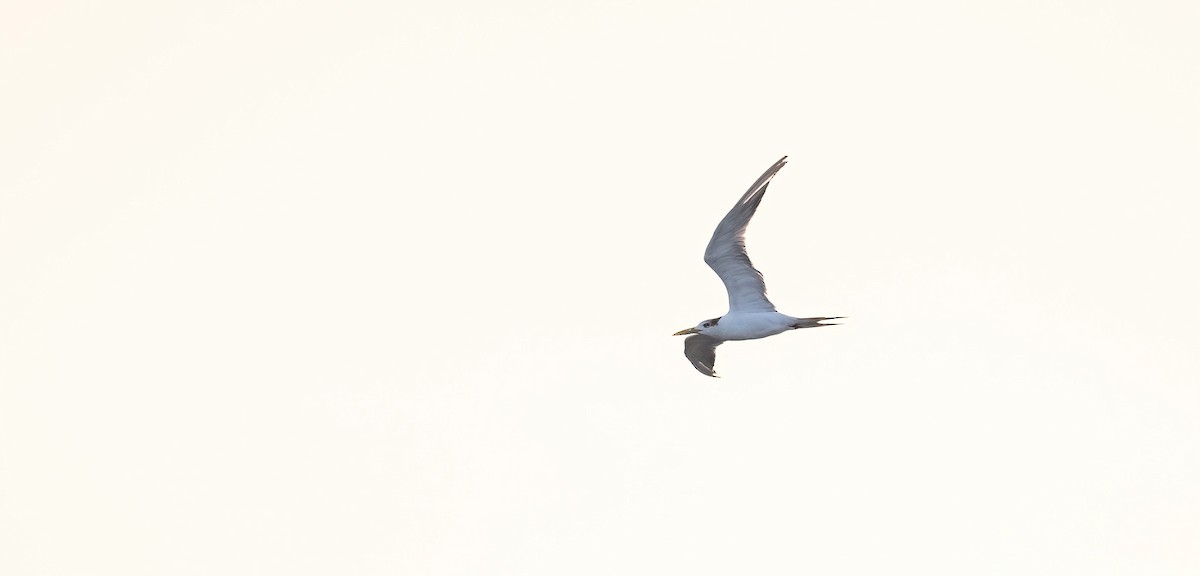 Charrán Piquigualdo - ML646885539