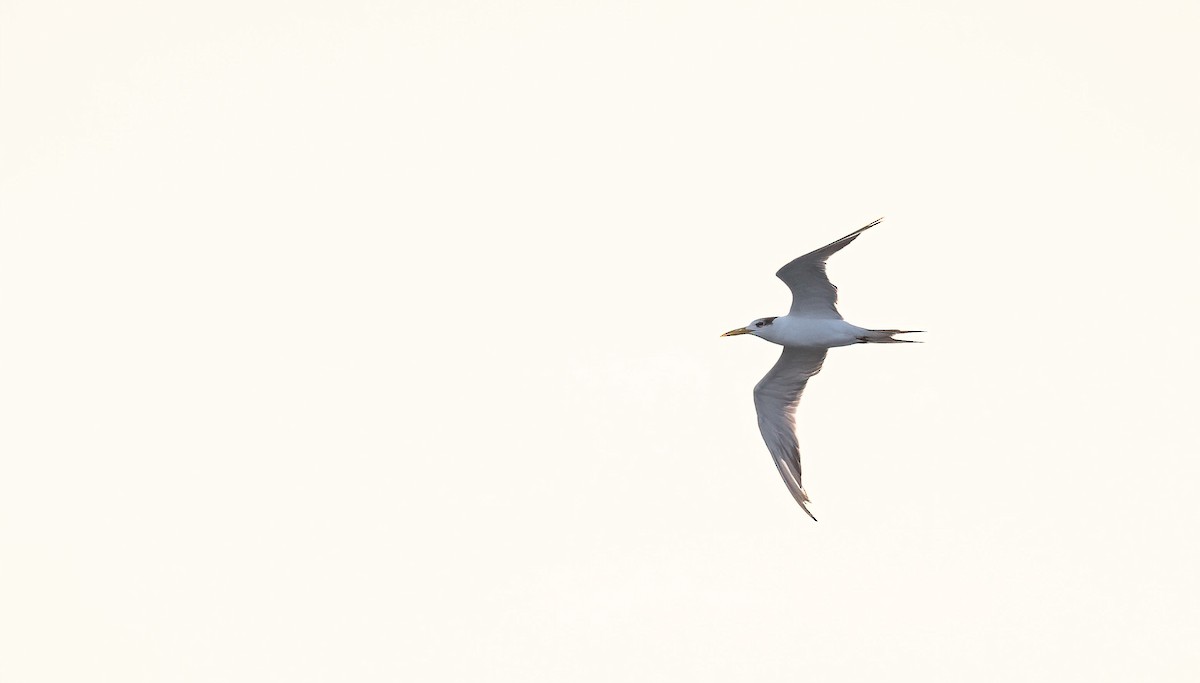 Charrán Piquigualdo - ML646885540