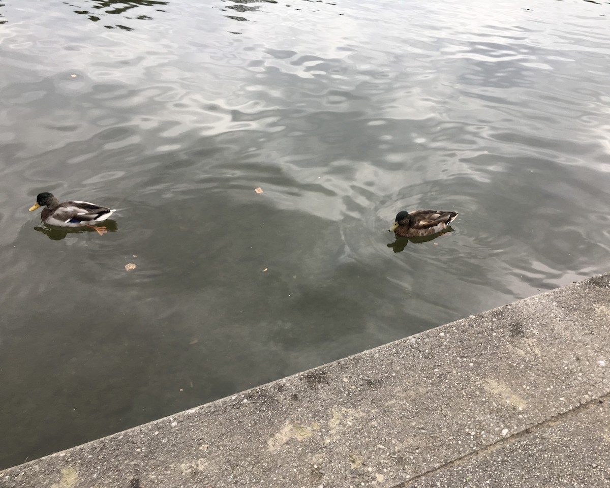 Ánade Azulón - ML646885542