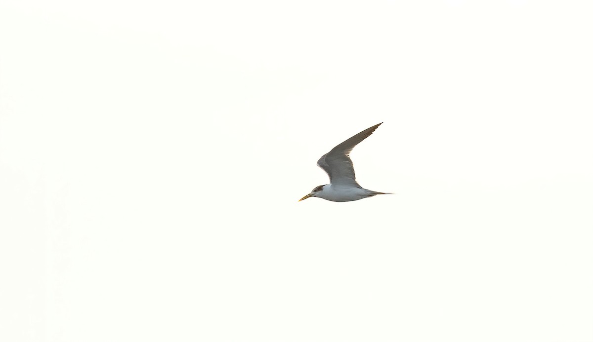 Charrán Piquigualdo - ML646885544