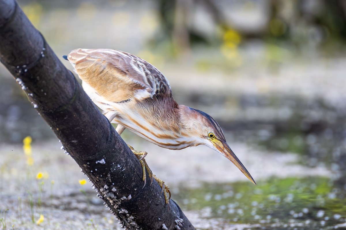 Avetorillo Chino - ML646885546