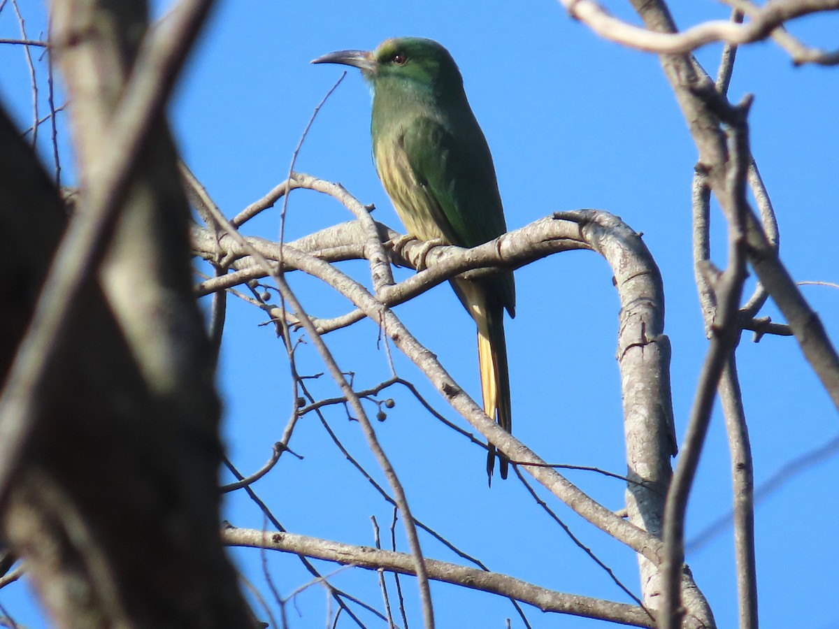 Blue-bearded Bee-eater - ML646885548