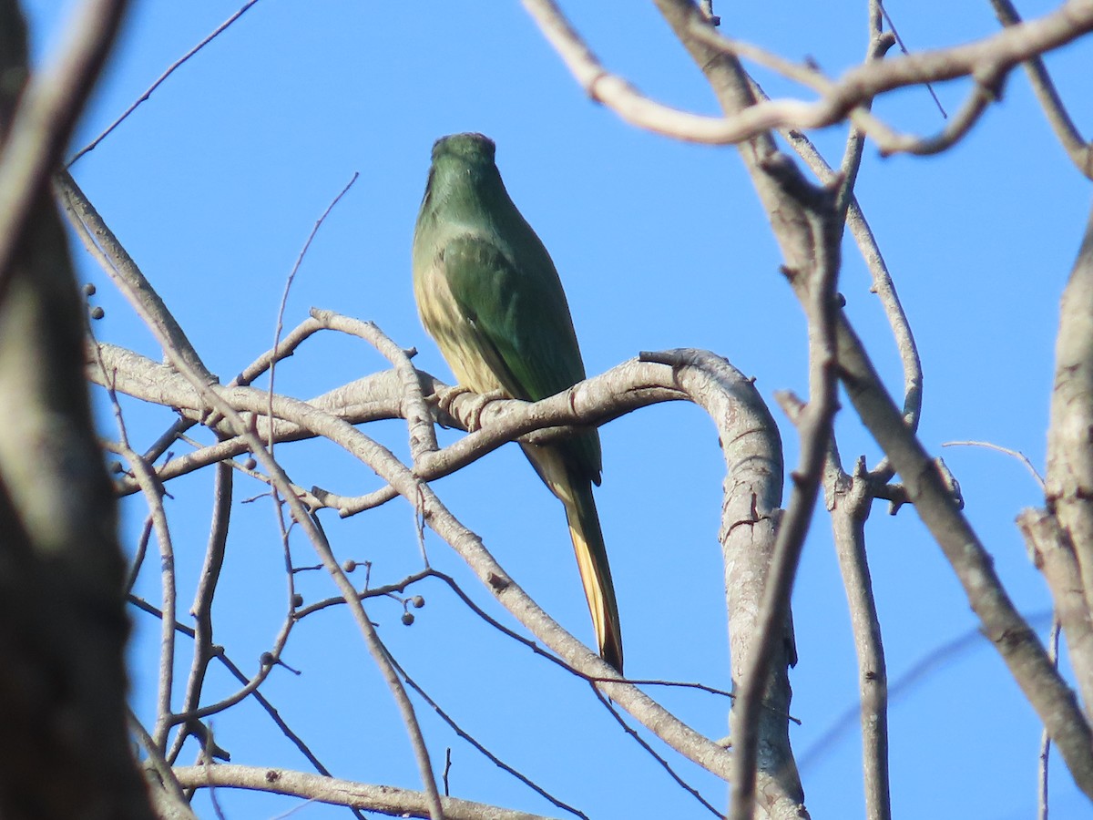 Blue-bearded Bee-eater - ML646885549