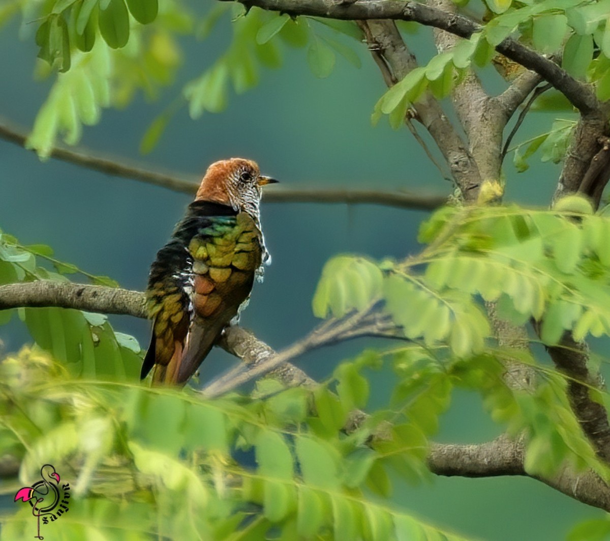 Cuclillo Esmeralda Asiático - ML646885550