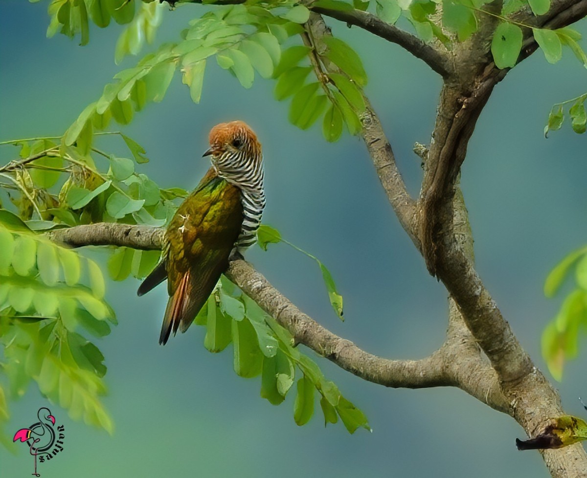 Cuclillo Esmeralda Asiático - ML646885551