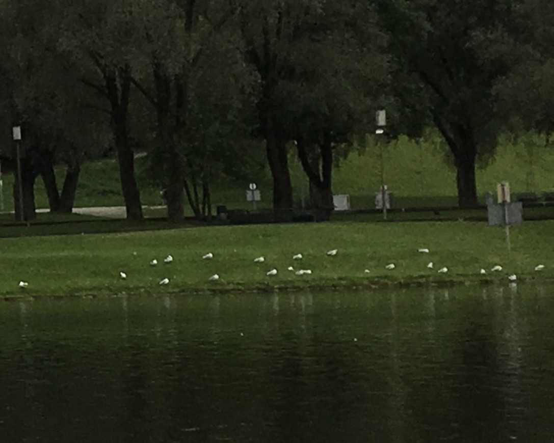 Gaviota/Gavión sp. - ML646885552