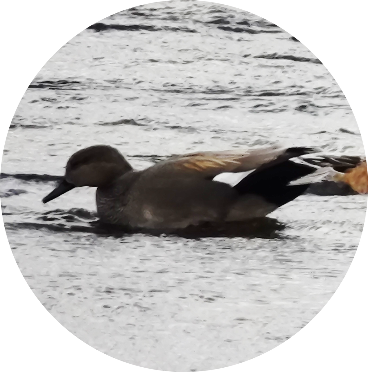 Ánade Friso - ML646885556