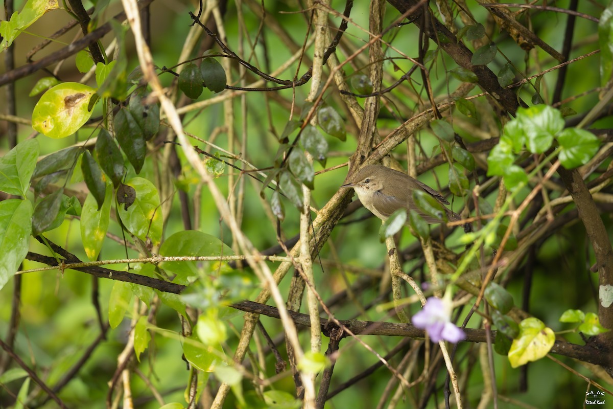 Booted Warbler - ML646885557