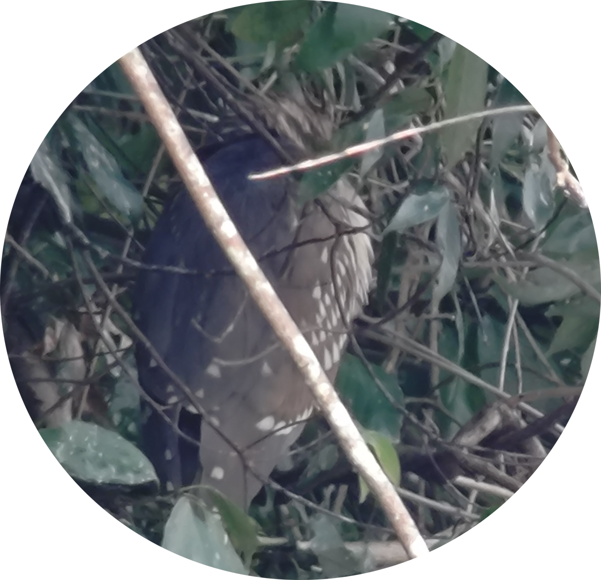 Gece Balıkçılı - ML646885564