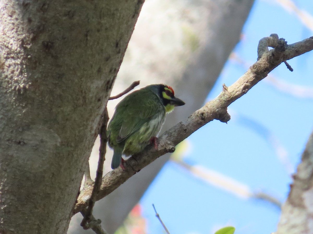 Coppersmith Barbet - ML646885565