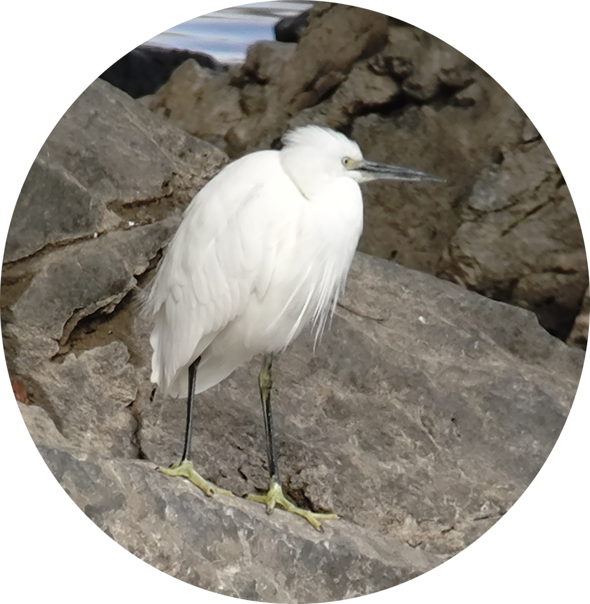 Küçük Ak Balıkçıl - ML646885568