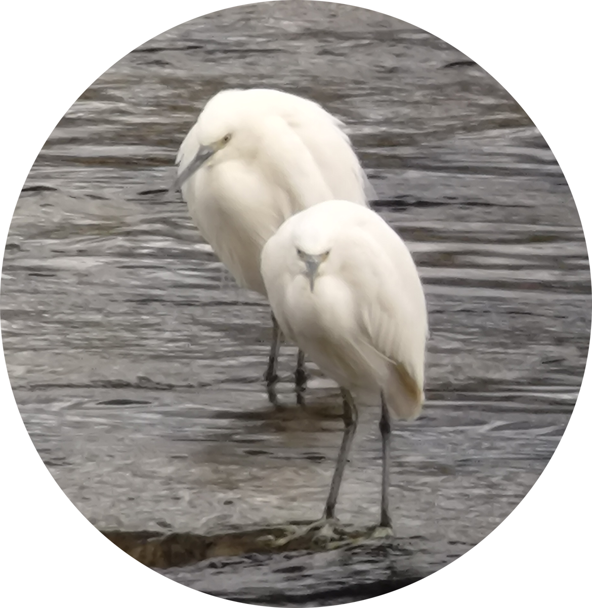 Küçük Ak Balıkçıl - ML646885569