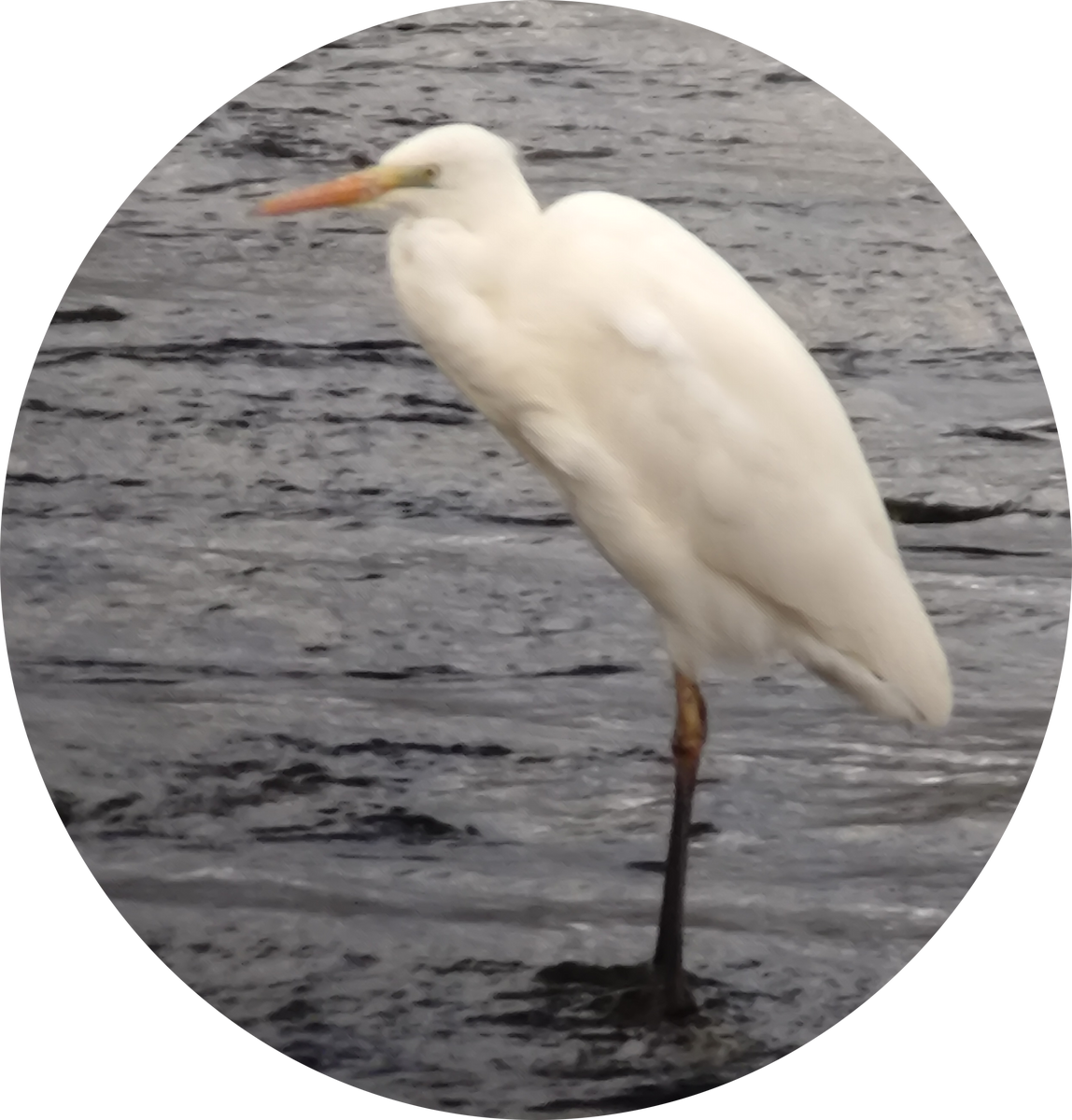 Great Egret - ML646885571