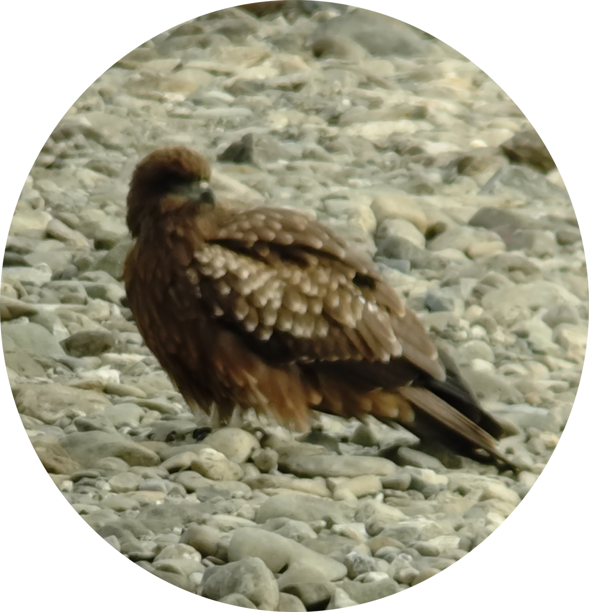 Kara Çaylak - ML646885574