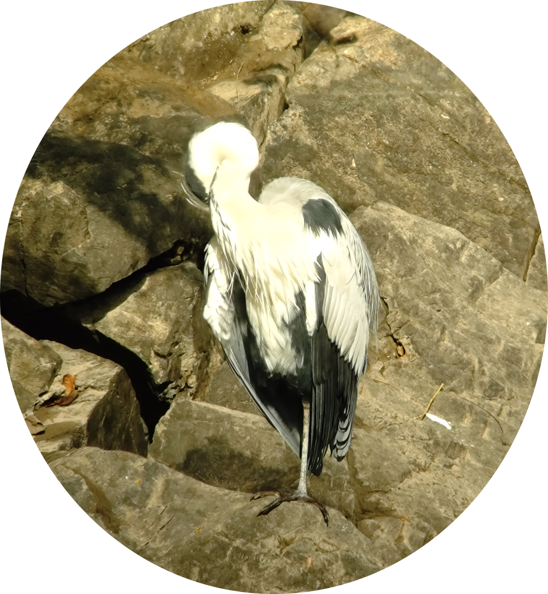 Gri Balıkçıl - ML646885576