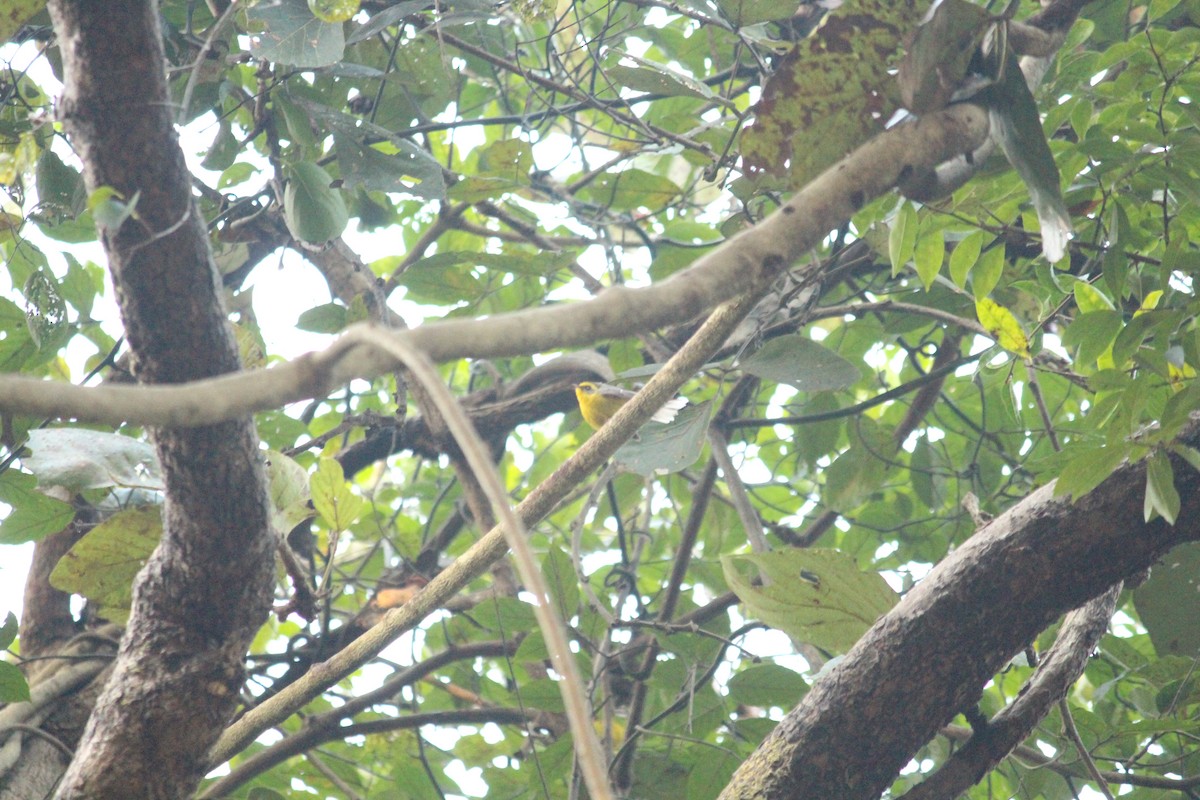 Yellow-bellied Fairy-Fantail - ML646885586