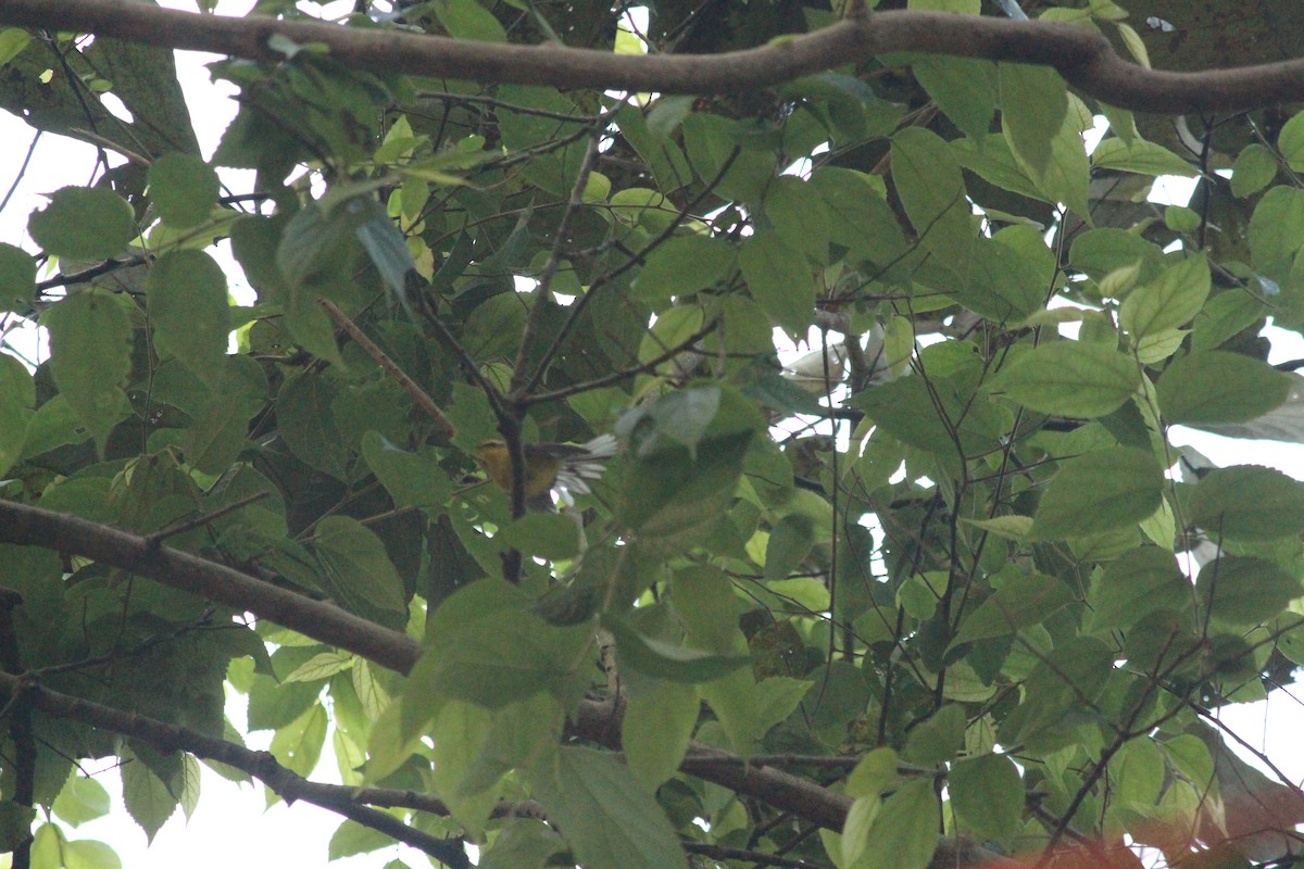 Yellow-bellied Fairy-Fantail - ML646885587