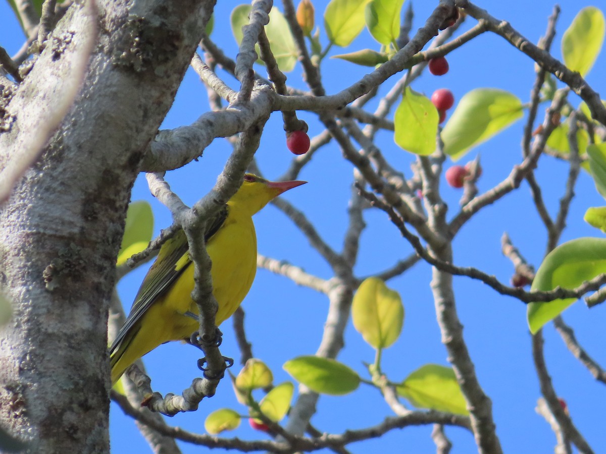 Indian Golden Oriole - ML646885588