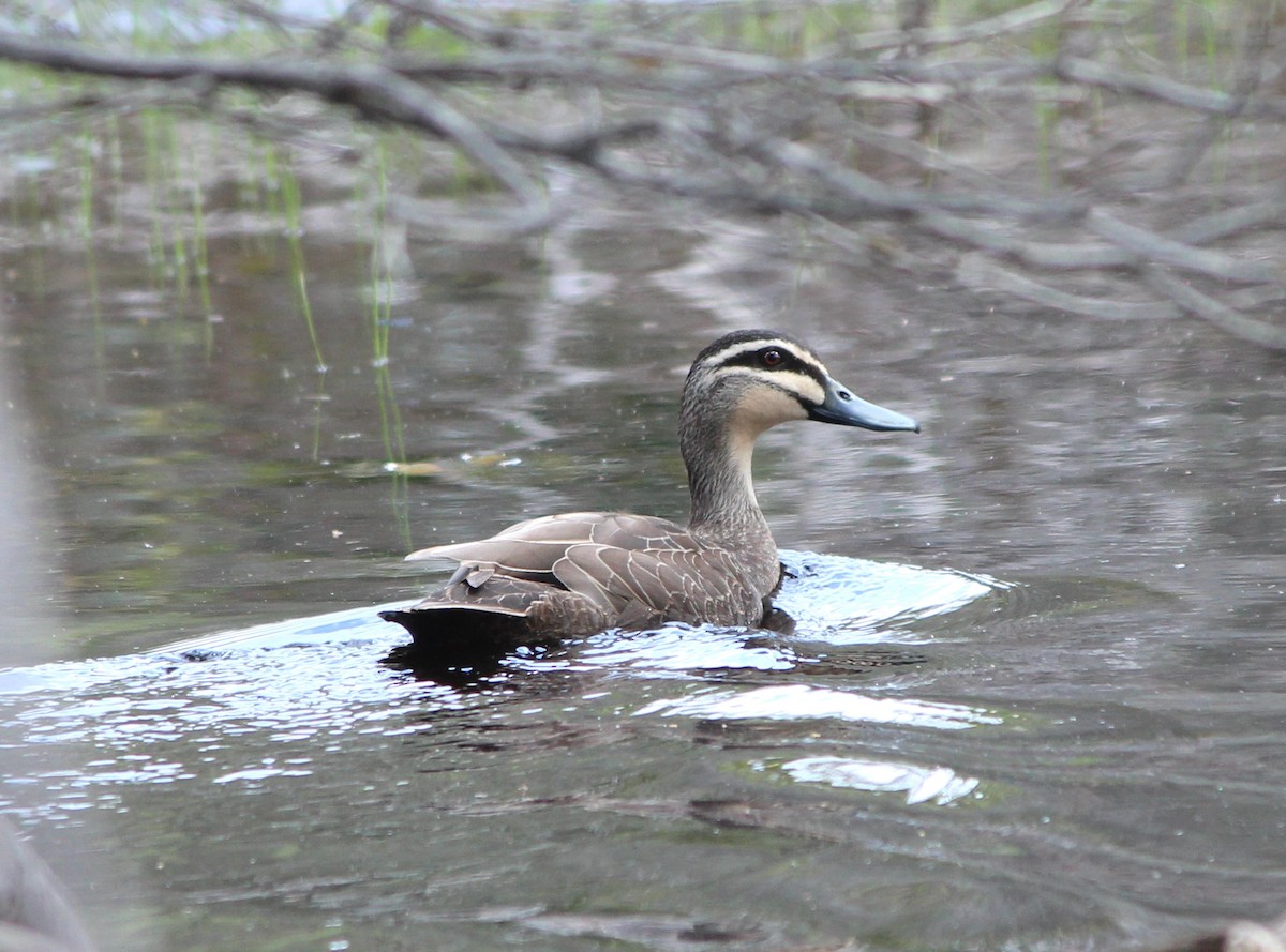 Canard à sourcils - ML646885592