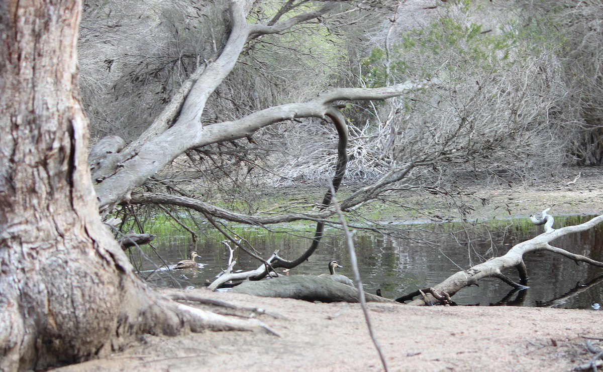 Canard à sourcils - ML646885593