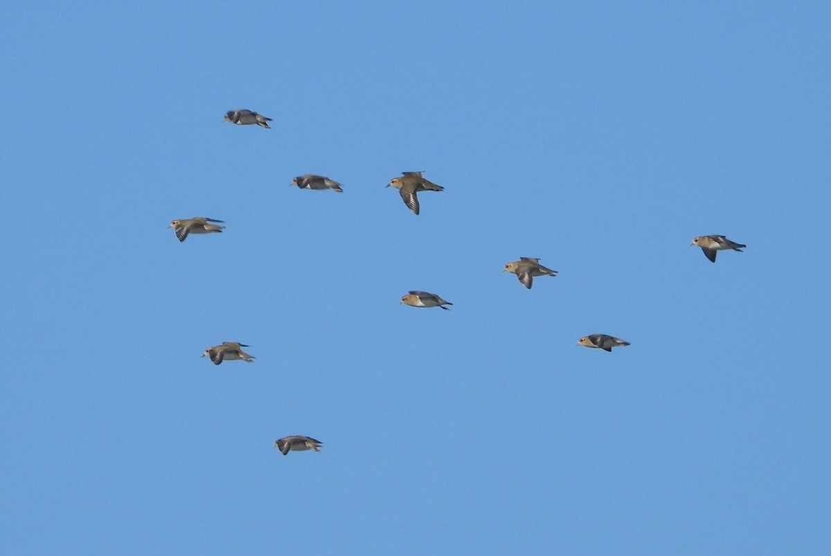 Сивка звичайна - ML646885594