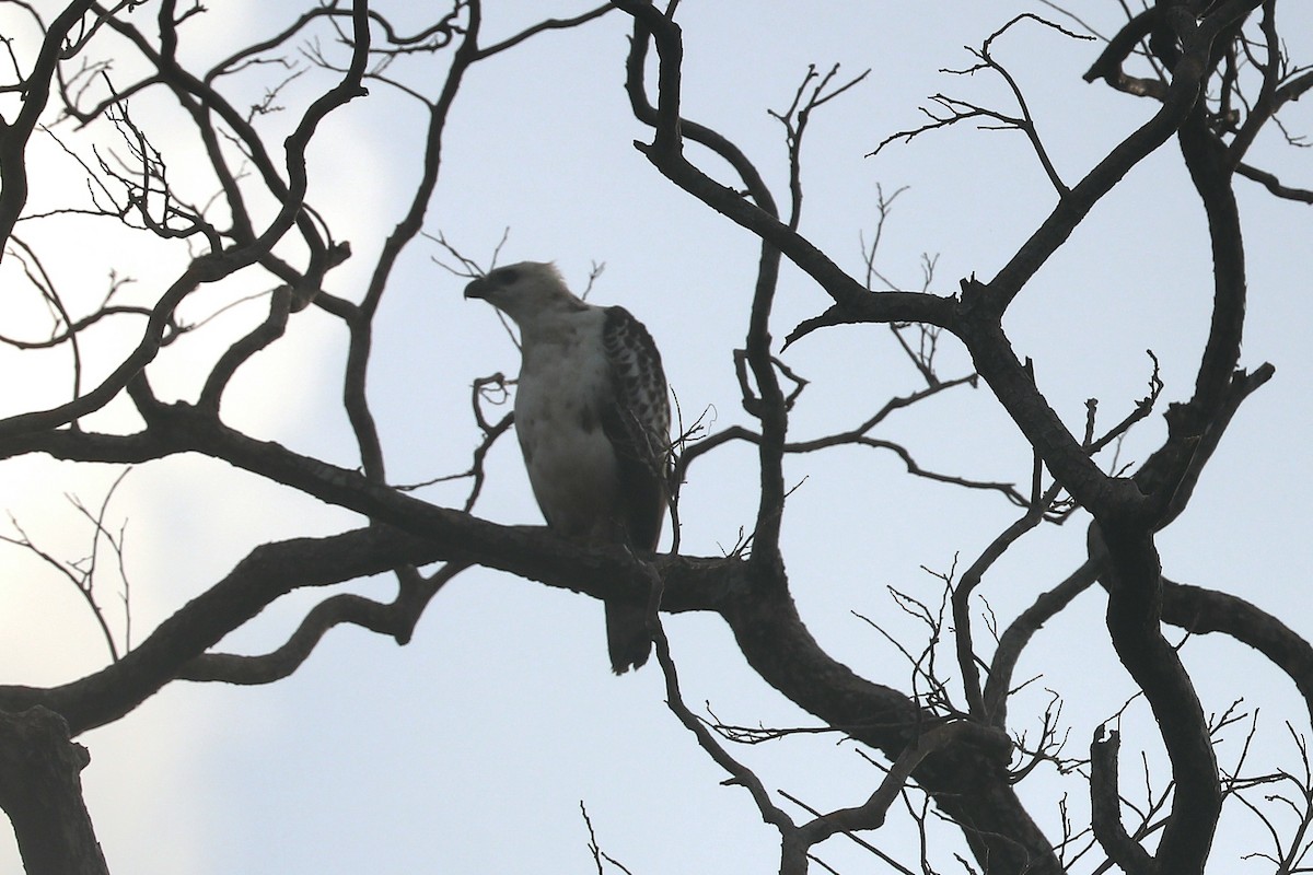 Орел-чубань індійський - ML646885595