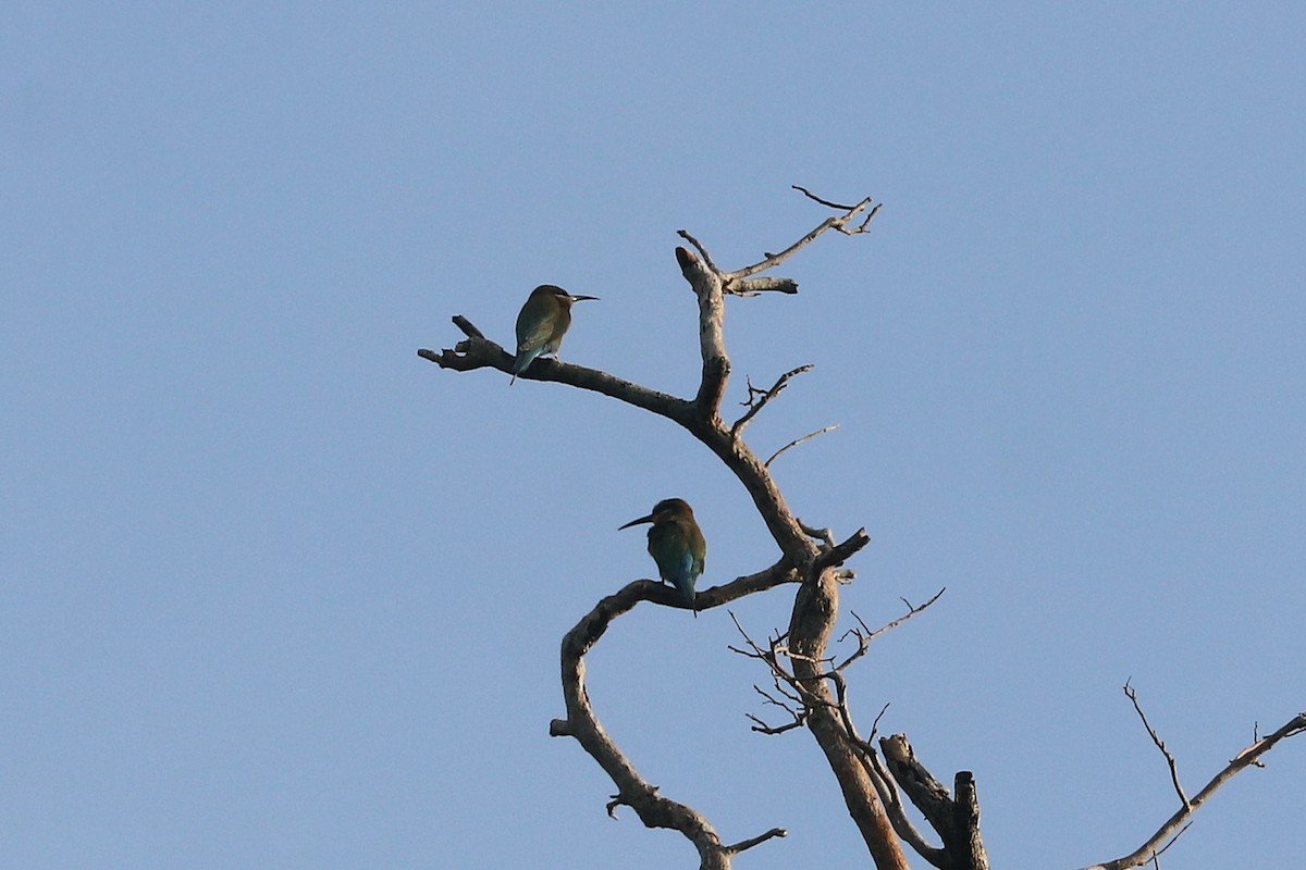 Бджолоїдка синьохвоста - ML646885597