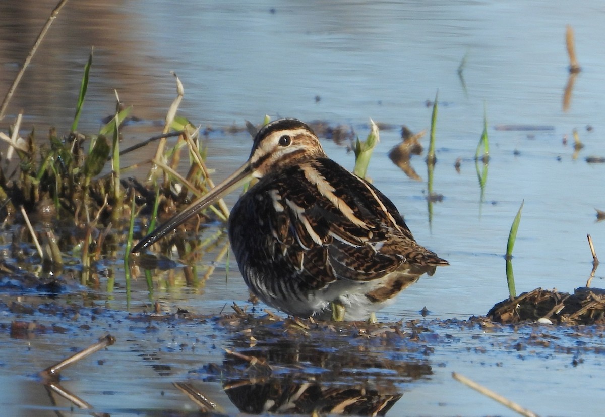 חרטומית ביצות - ML646885598