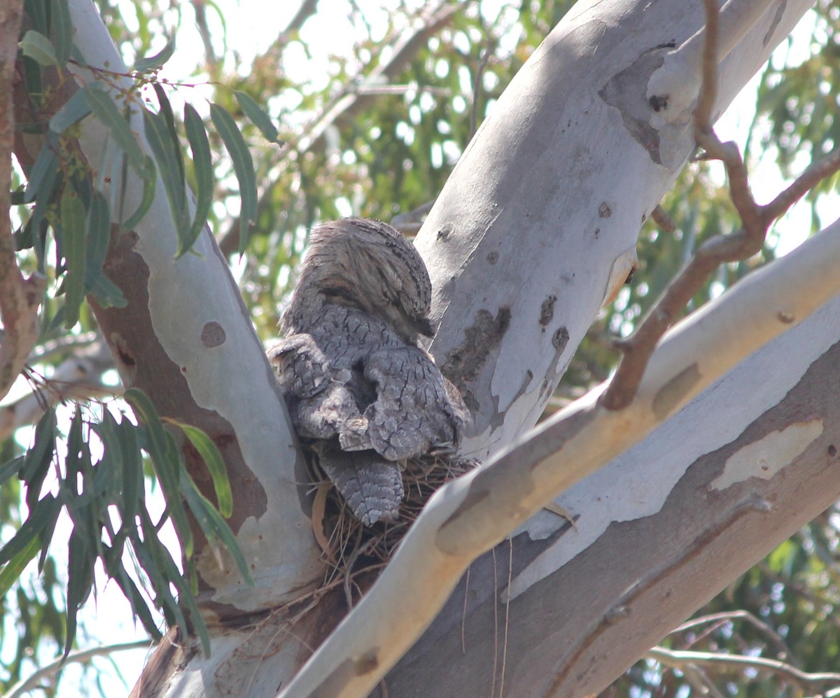 Podarge gris - ML646885600