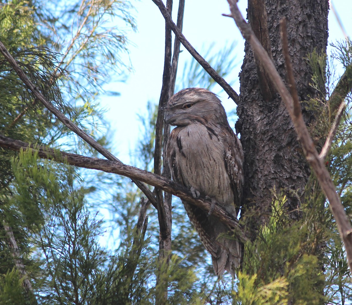 Podarge gris - ML646885601