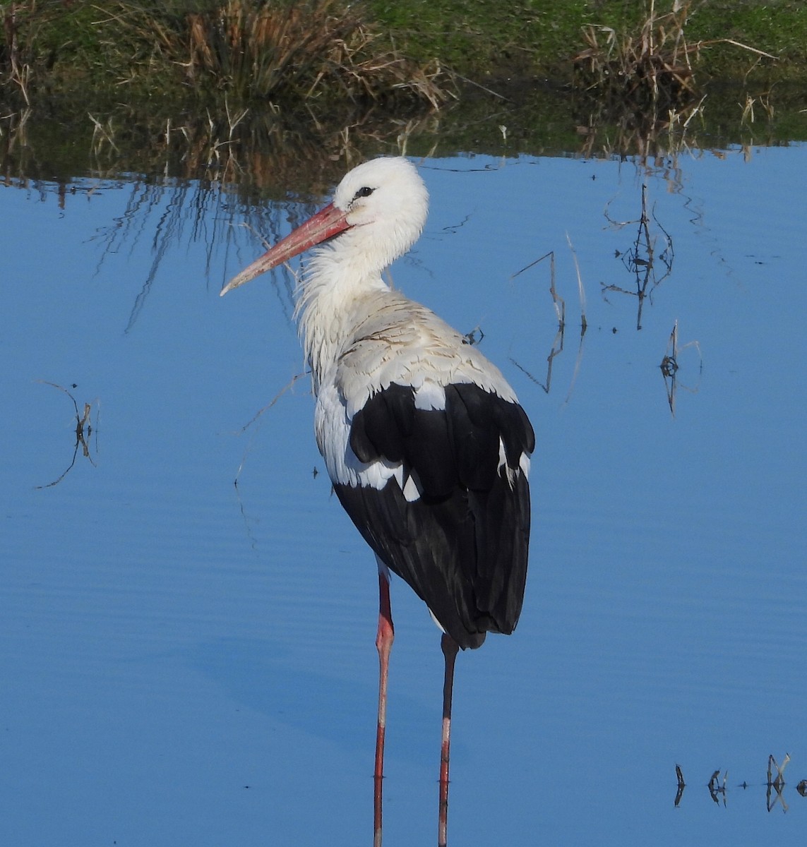 Zikoina zuria - ML646885602